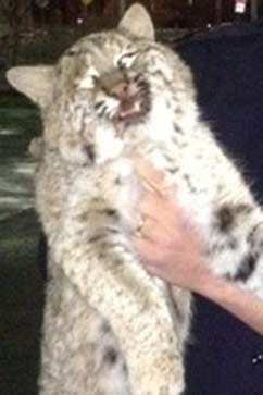 Woman Puts Injured Cat in Her Car - Discovers It's a Bobcat - ABC News