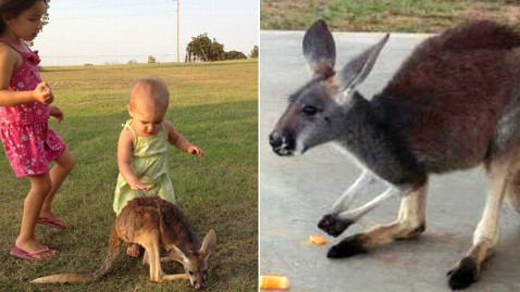 ht missing kangaroo nt 121127 wblog Family Offers $1,000 Reward For Lost Kangaroo