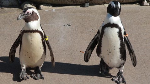 Gay' Penguins to Be Separated at Toronto Zoo - ABC News