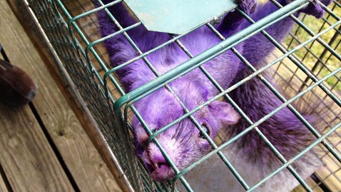 ht purple squirrel jp 120209 wblog Couple Catches Purple Squirrel in Pennsylvania