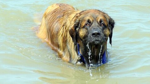 ht quinn swimming dog jt 120505 wblog Quinn the Dog Swims for Cancer Cure