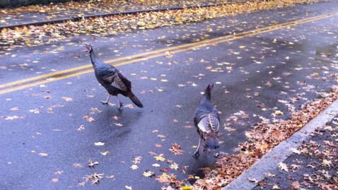 ht wild turkeys mi 121122 wblog Wild Turkeys Overrun Brookline, Mass.