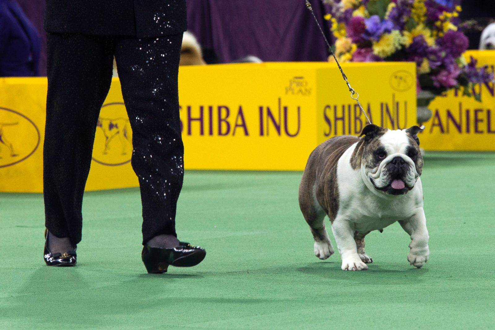 The 140th Annual Westminster Kennel Club Dog Show Photos ABC News