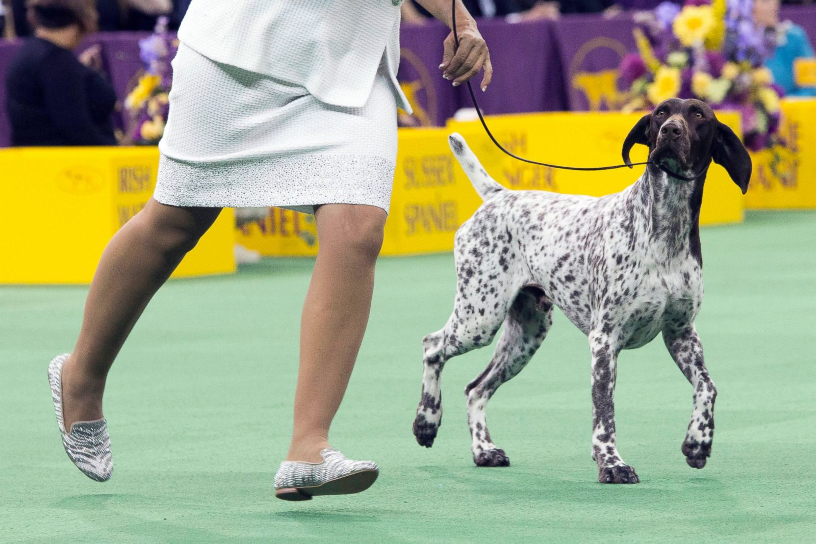 Rumor, Winner of Best in Herding Group Picture | The 140th Annual