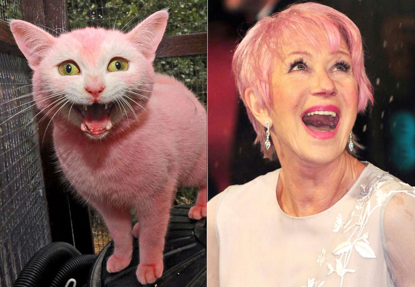 Celebrity Cat Lookalikes Photos - ABC News