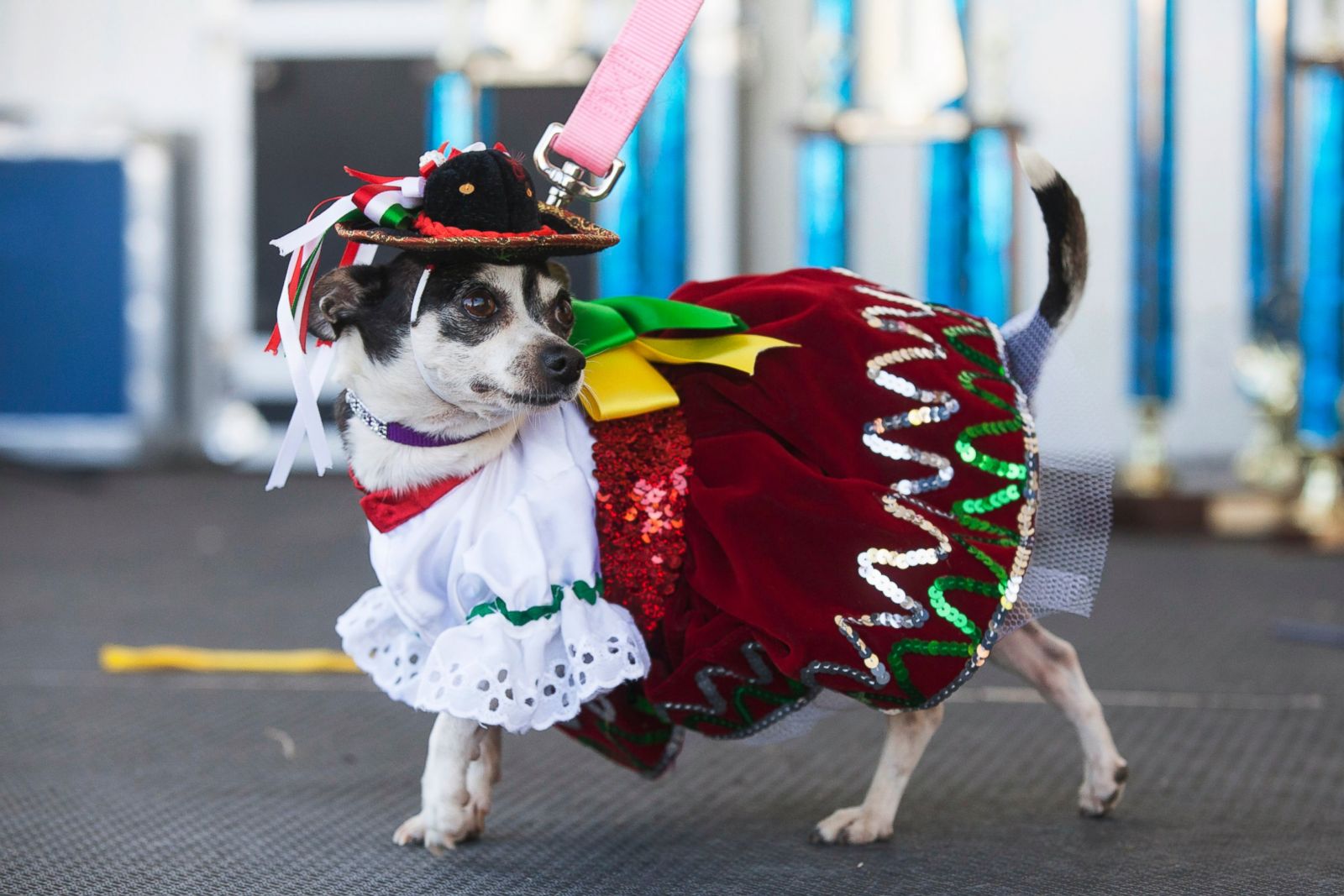 Puppy Power The Running of the Chihuahuas Photos Image 31 ABC News