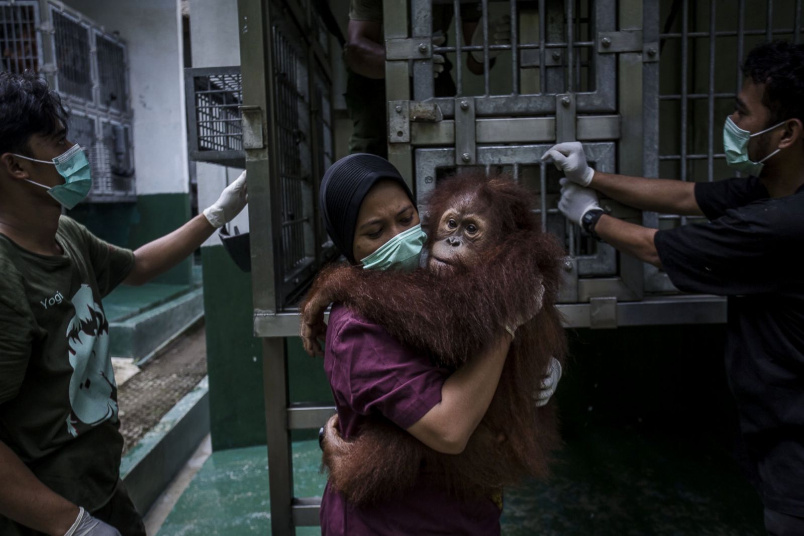 Saving Endangered Sumatran Orangutans Photos - ABC News