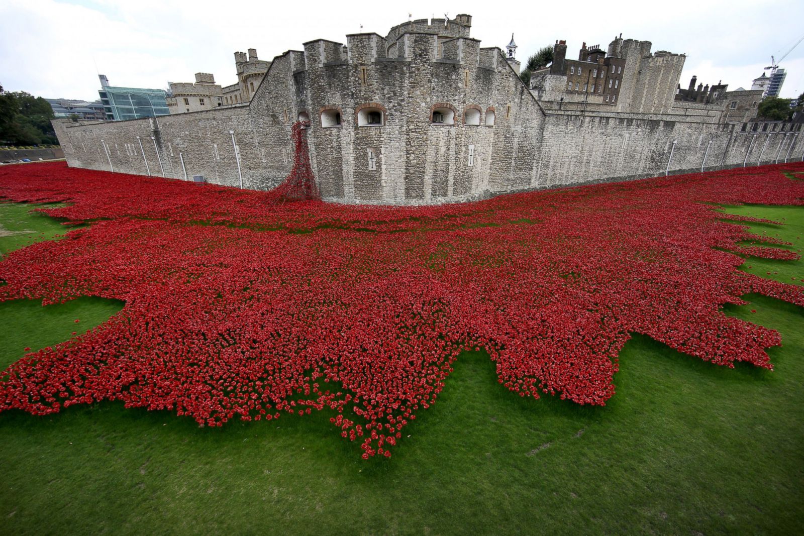 Tower of London's Evolving Poppy Art Installation Photos ABC News