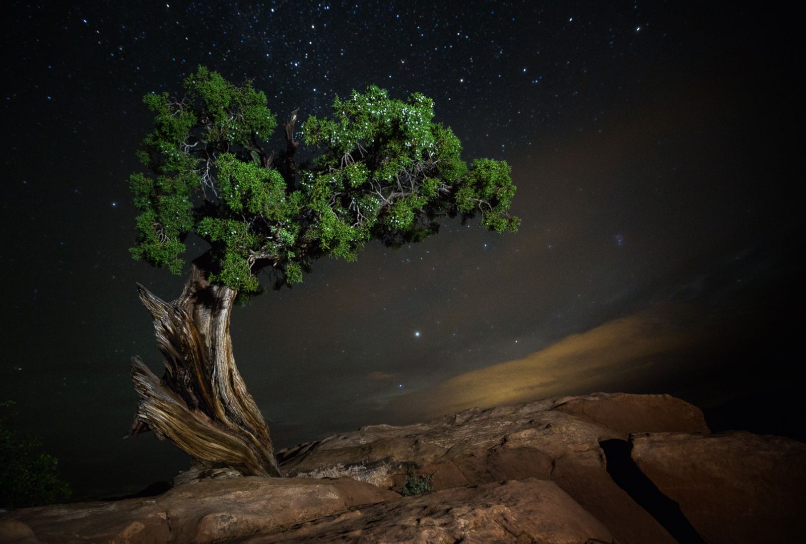 Ancient Skies, Ancient Trees: The Relationship Between Trees and Stars