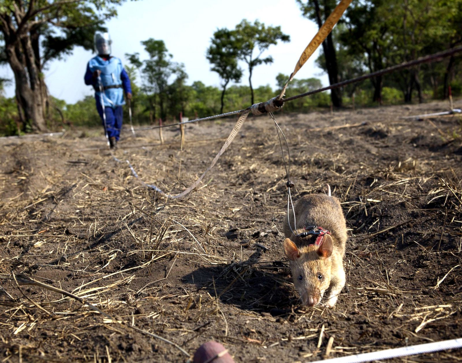 Rats Sniff Out Landmines Photos - ABC News 