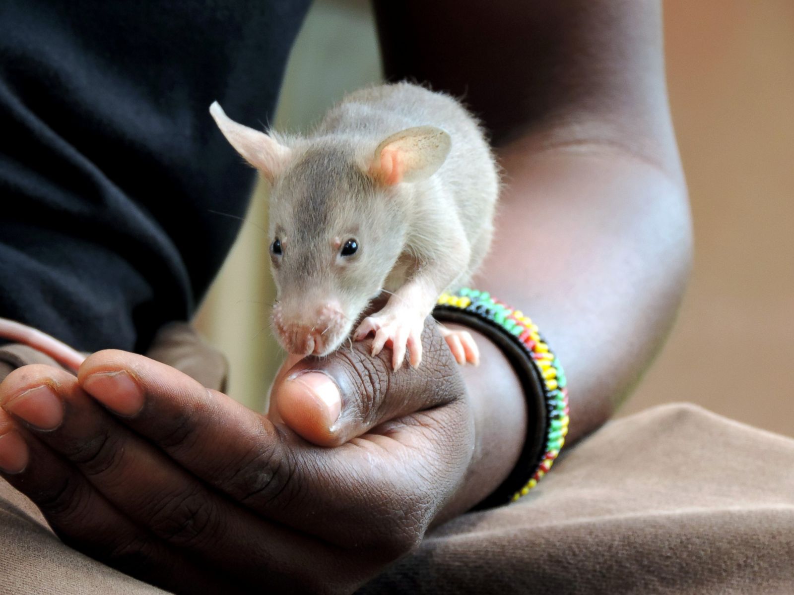 Rats Sniff Out Landmines Photos - ABC News 