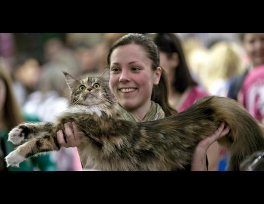 More Than 200 Cats Enter International Feline Beauty Competition
