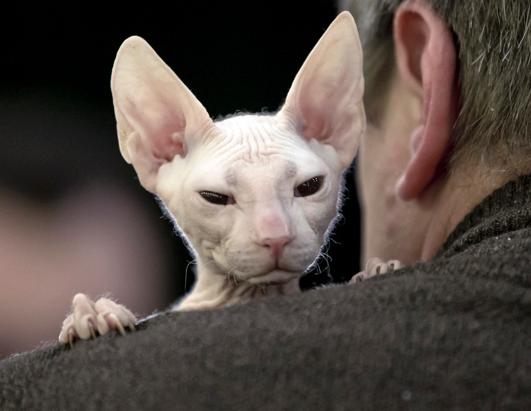 More Than 200 Cats Enter International Feline Beauty Competition