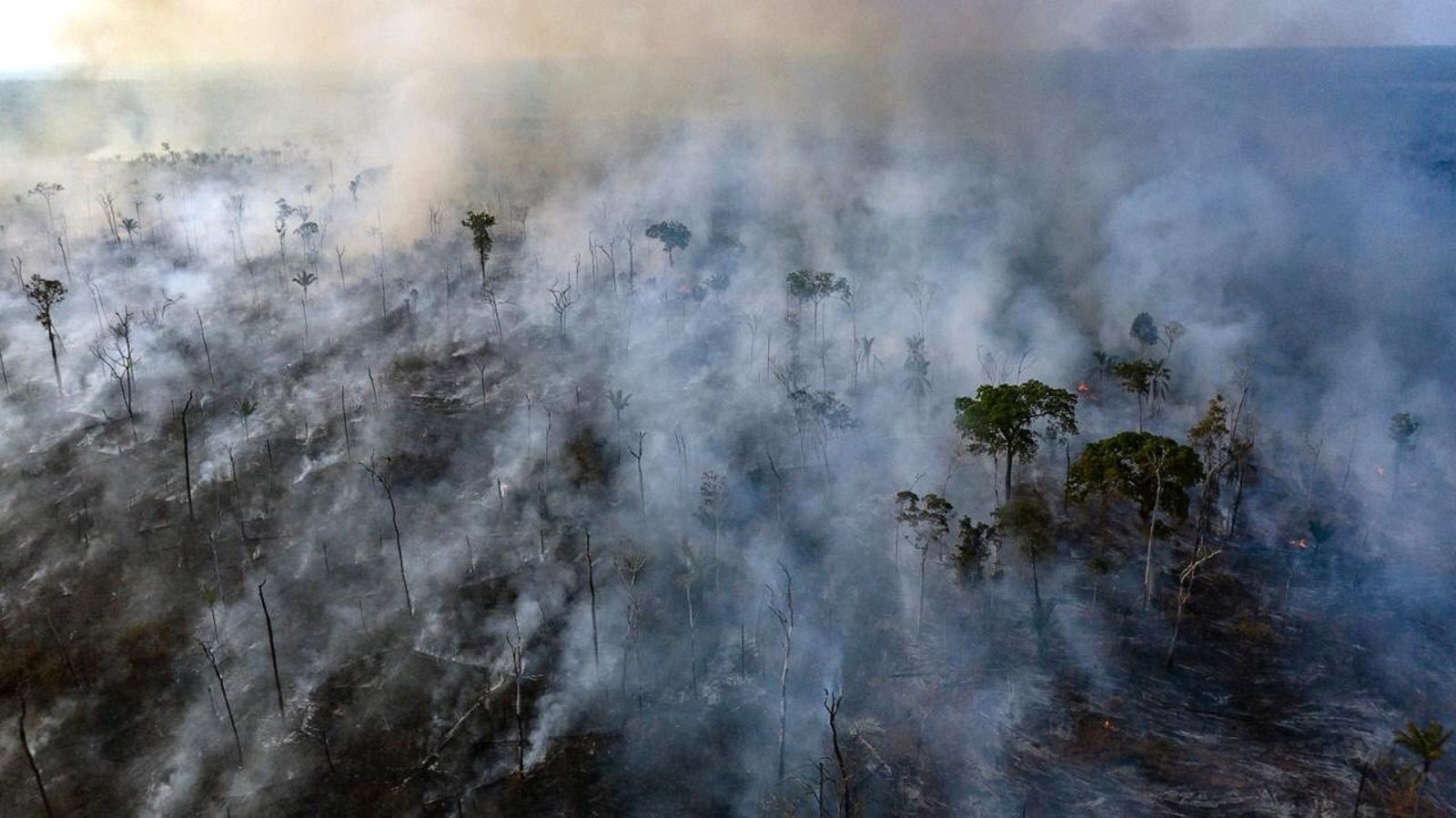PHOTOS The burning Amazon rainforest Photos ABC News