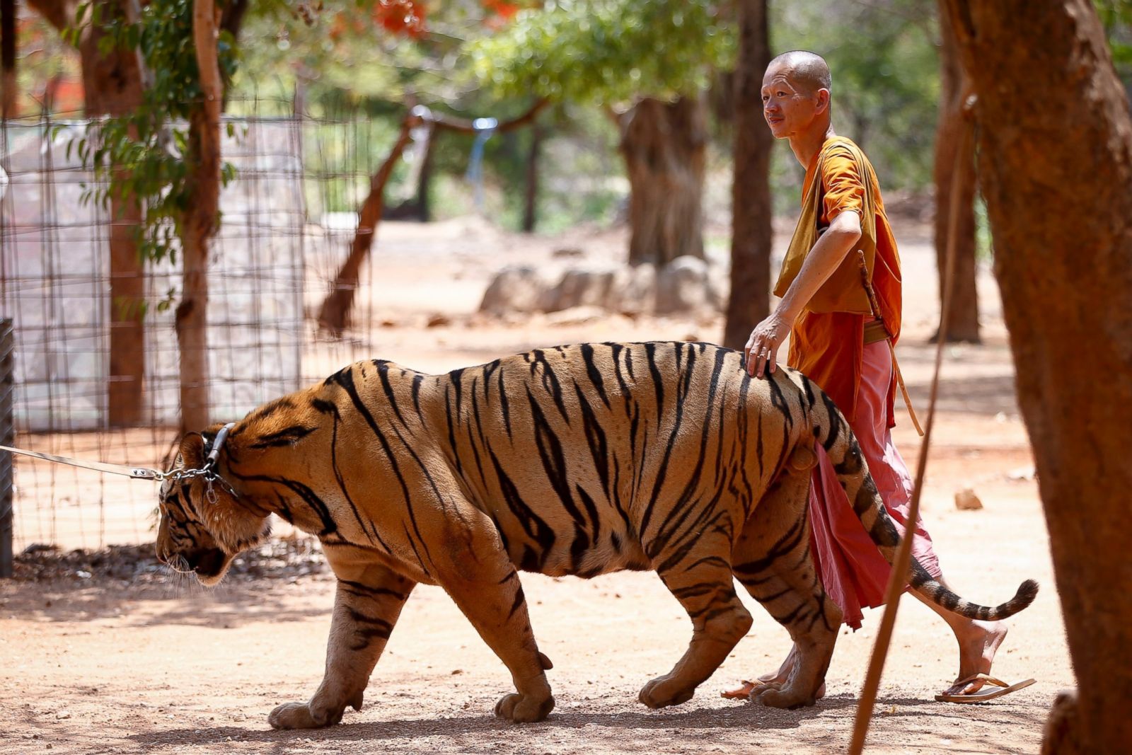 Thailand S Tiger Temple Photos Abc News