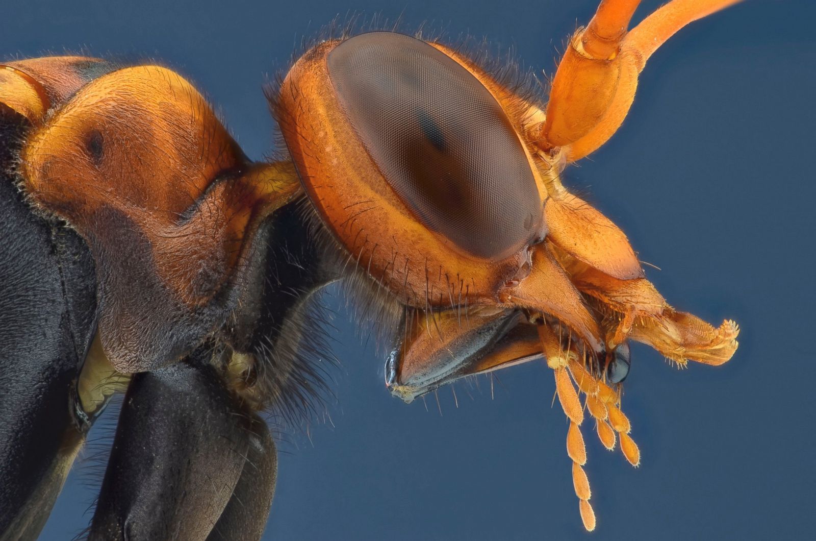 Creepy Crawlers, Up Close And Personal Photos - ABC News