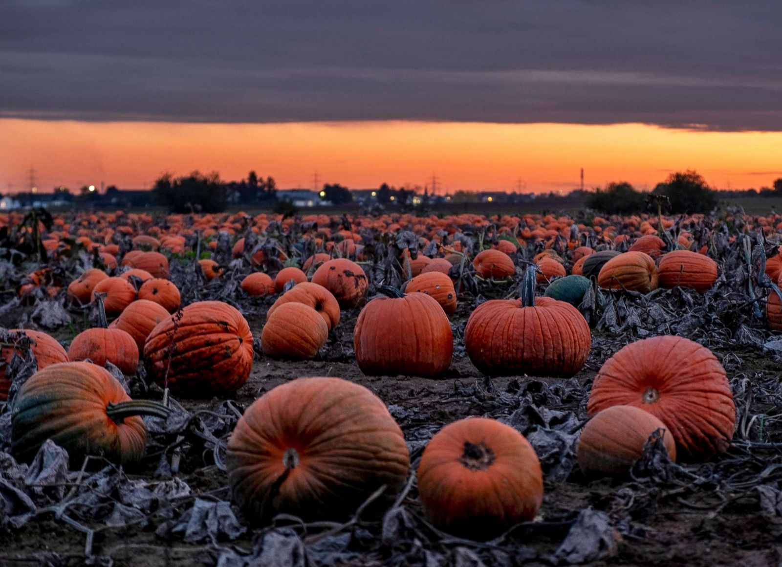 Celebrating fall in pictures Photos - ABC News