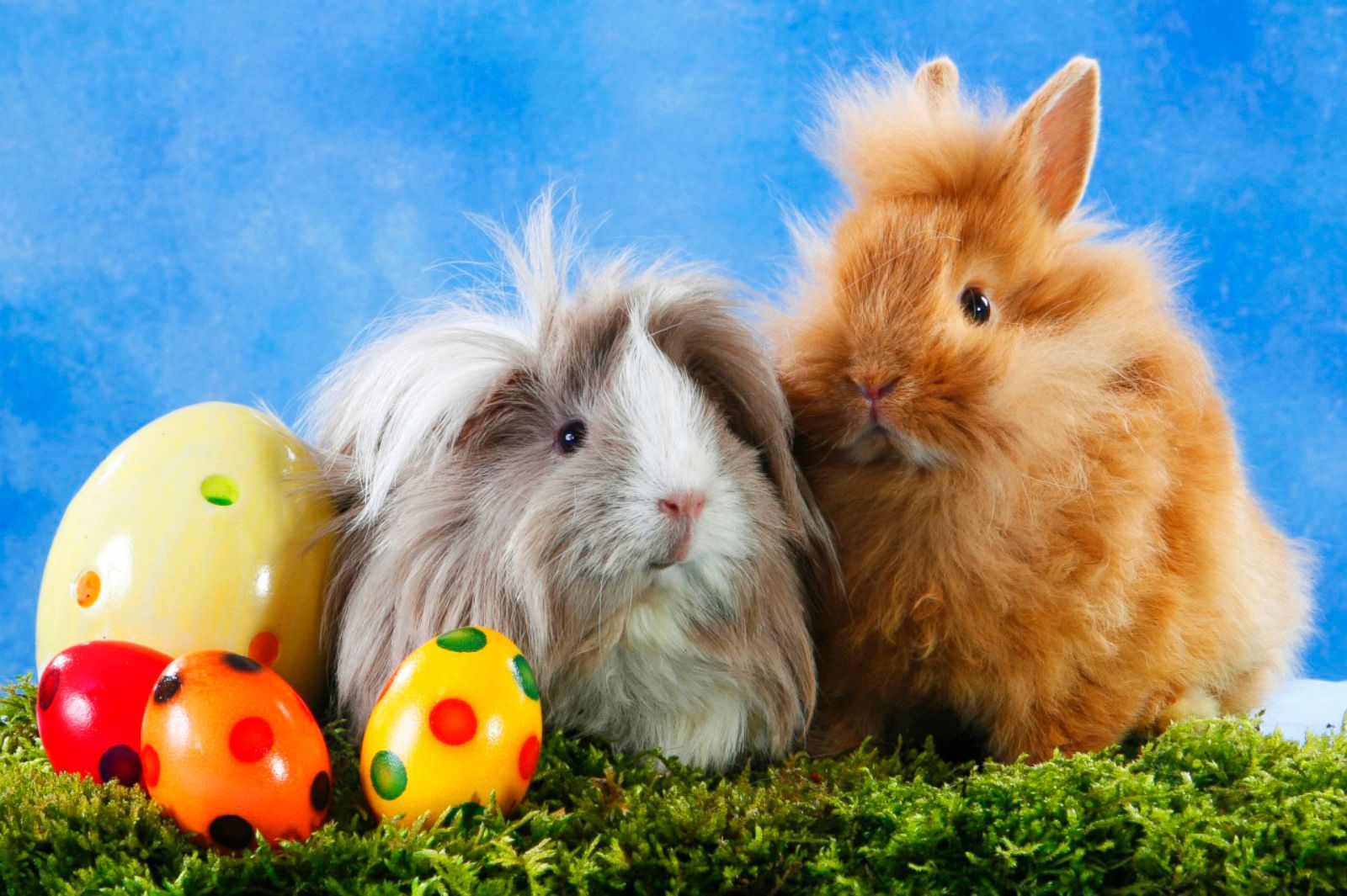 Cutest Easter Bunnies Photos - ABC News