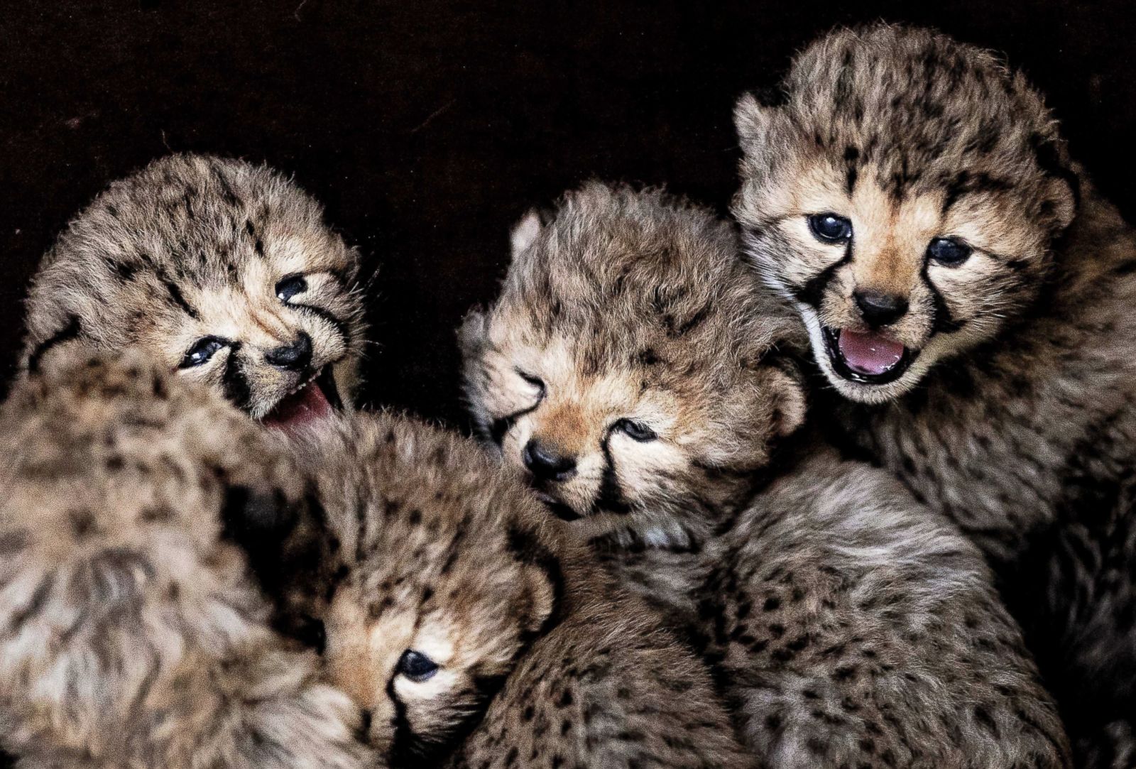 Cutest baby animals from around the world Photos - ABC News