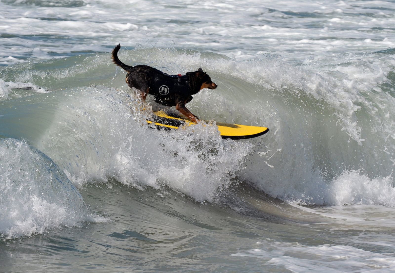 surfing-dogs-hang-10-for-charity-photos-abc-news