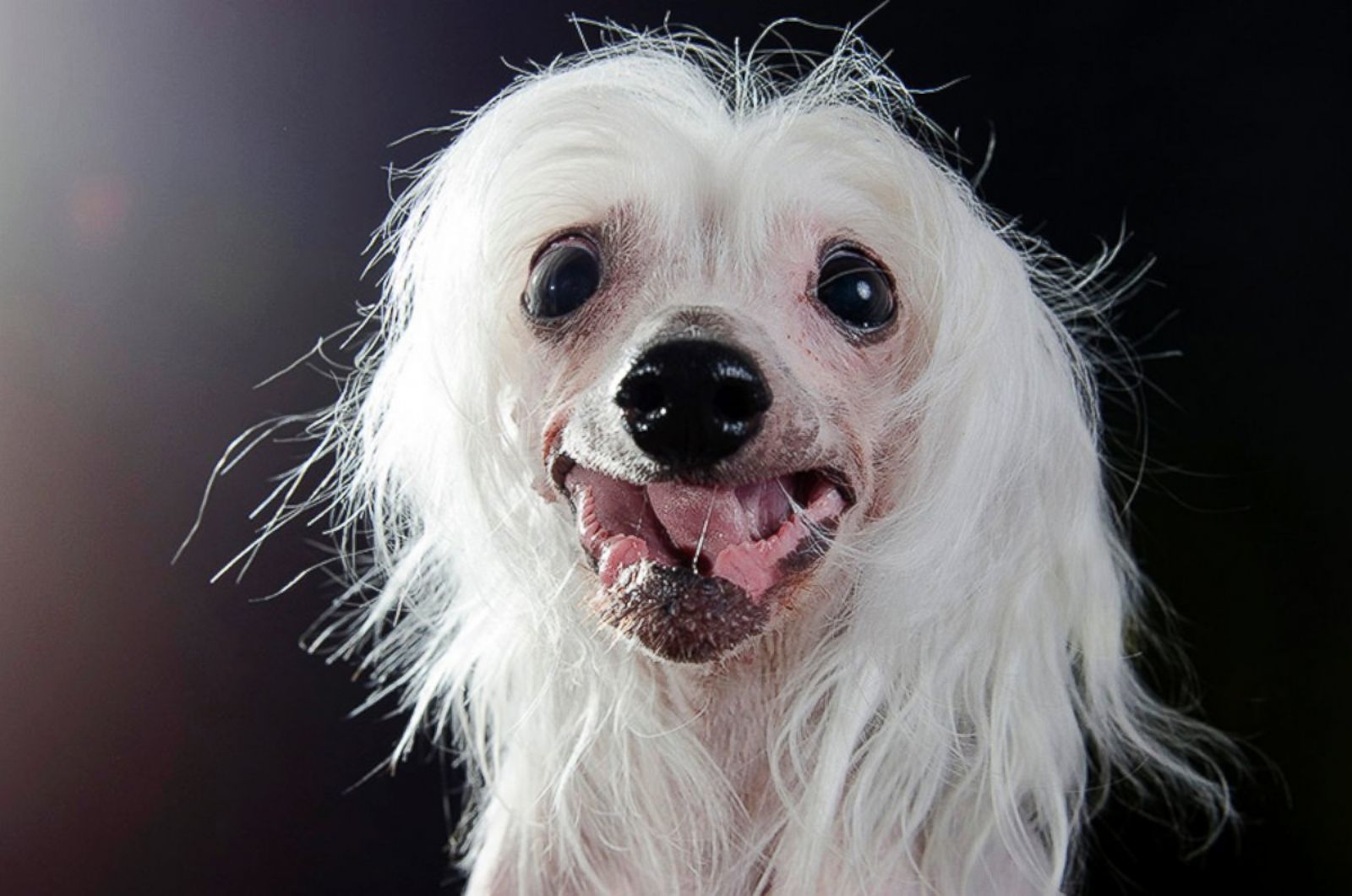 Sophie Gamand's 'Prophecy' Series Looks at Hairless Dogs Photos - ABC News