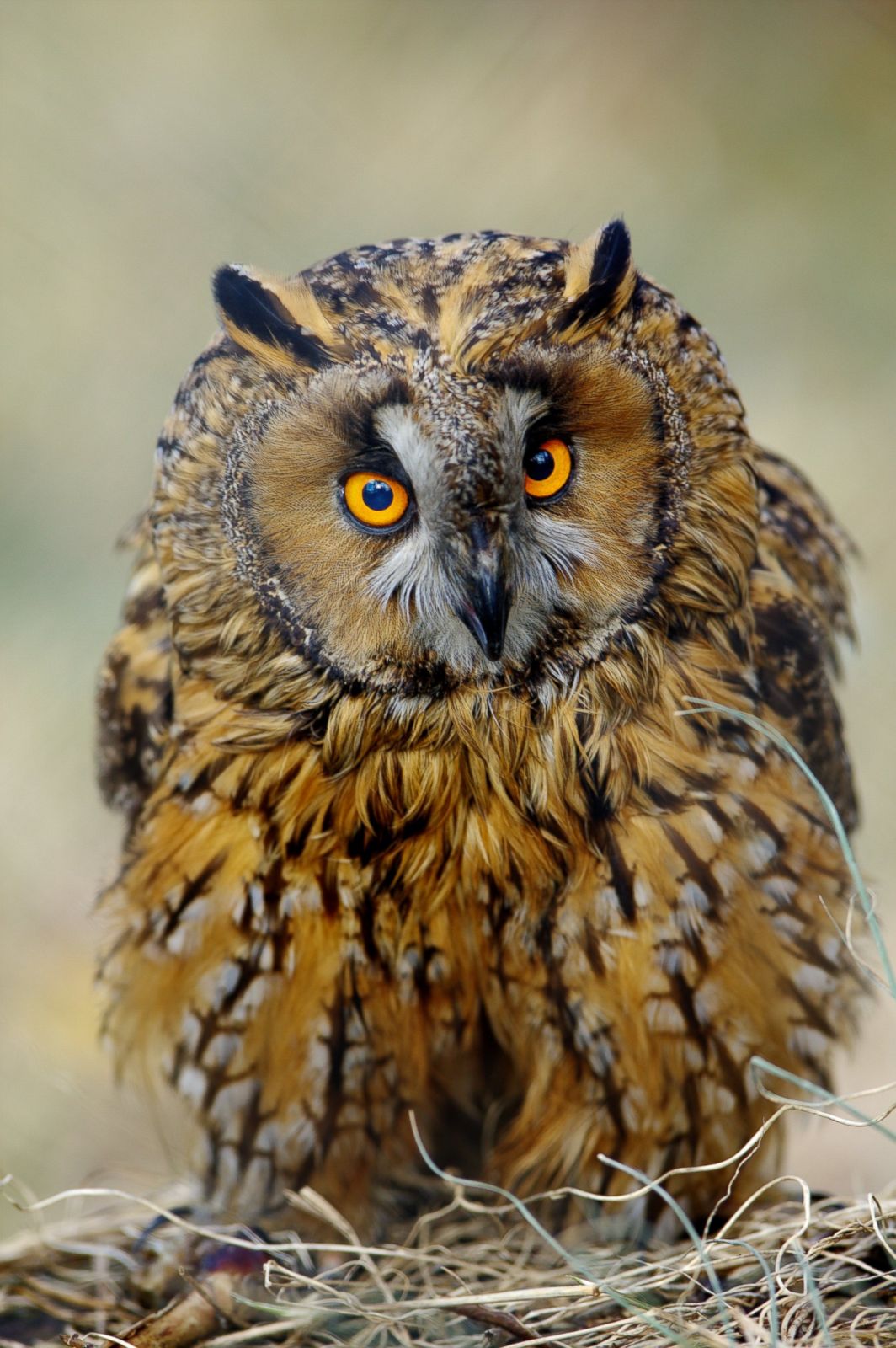 How One Zoo Reflects Animal Personalities Photos | Image #11 - ABC News