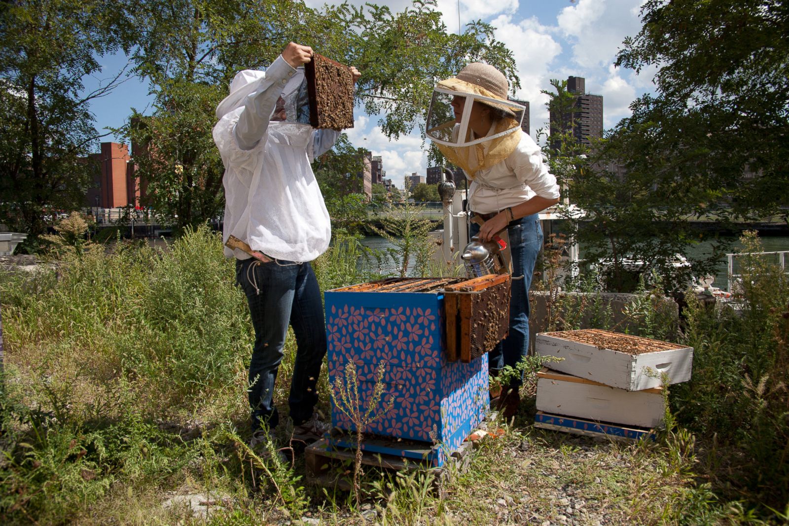 Photographer Goes Behind The Scenes Of Urban Beekeepers Photos - ABC News