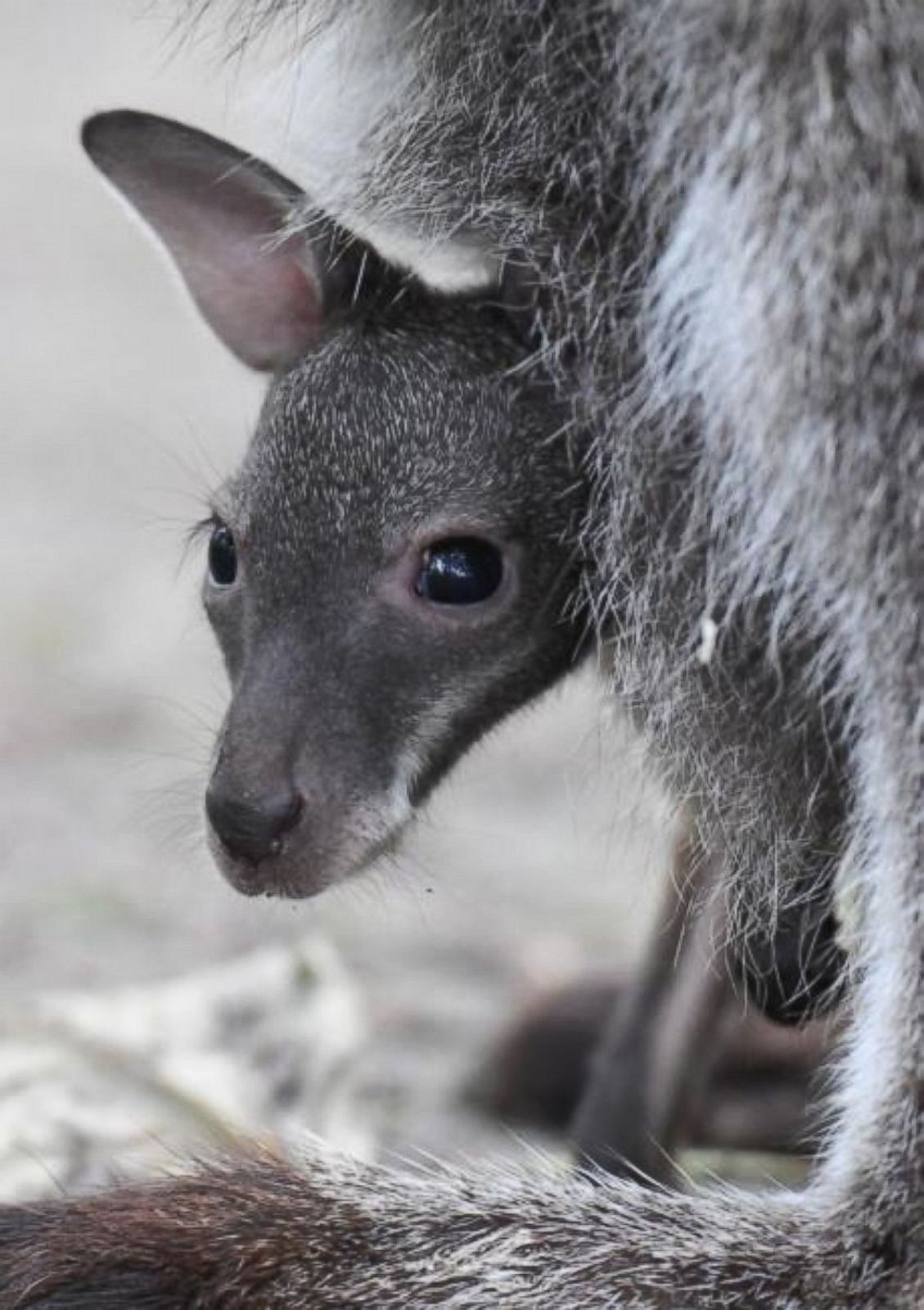 Cutest baby animals from around the world Photos - ABC News