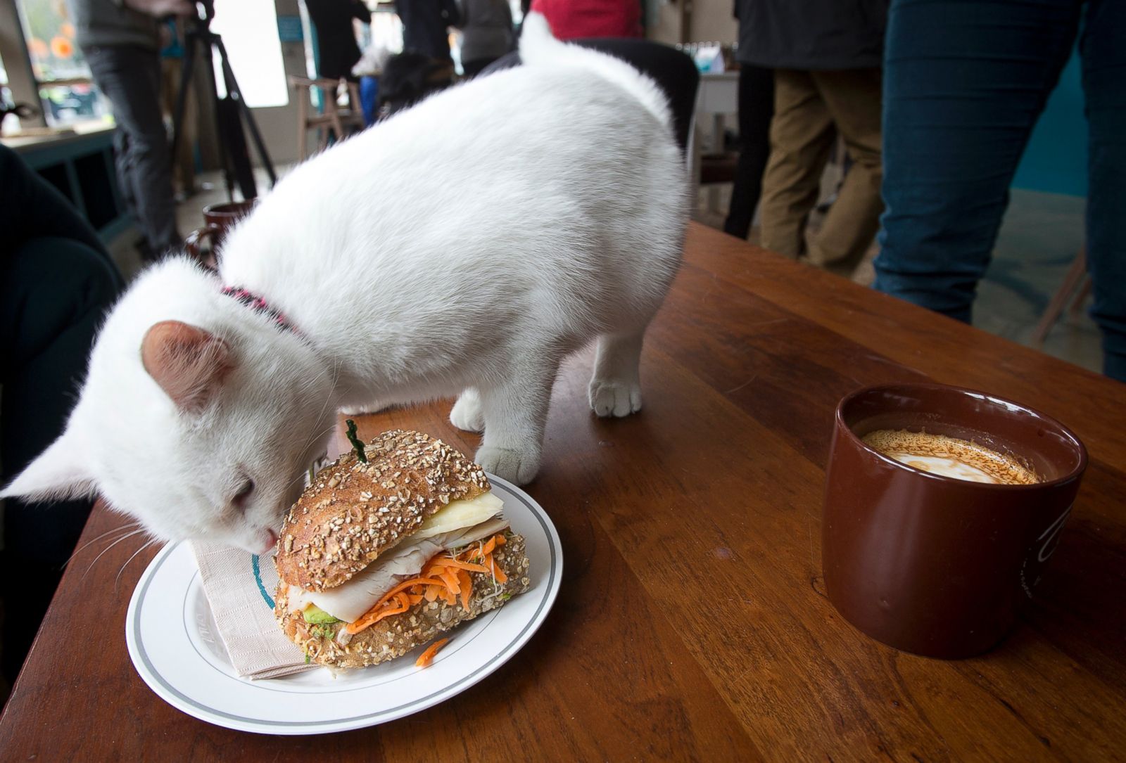 A Cat and a Cappuccino to Go 1st Cat Cafe Opens in US Photos ABC News