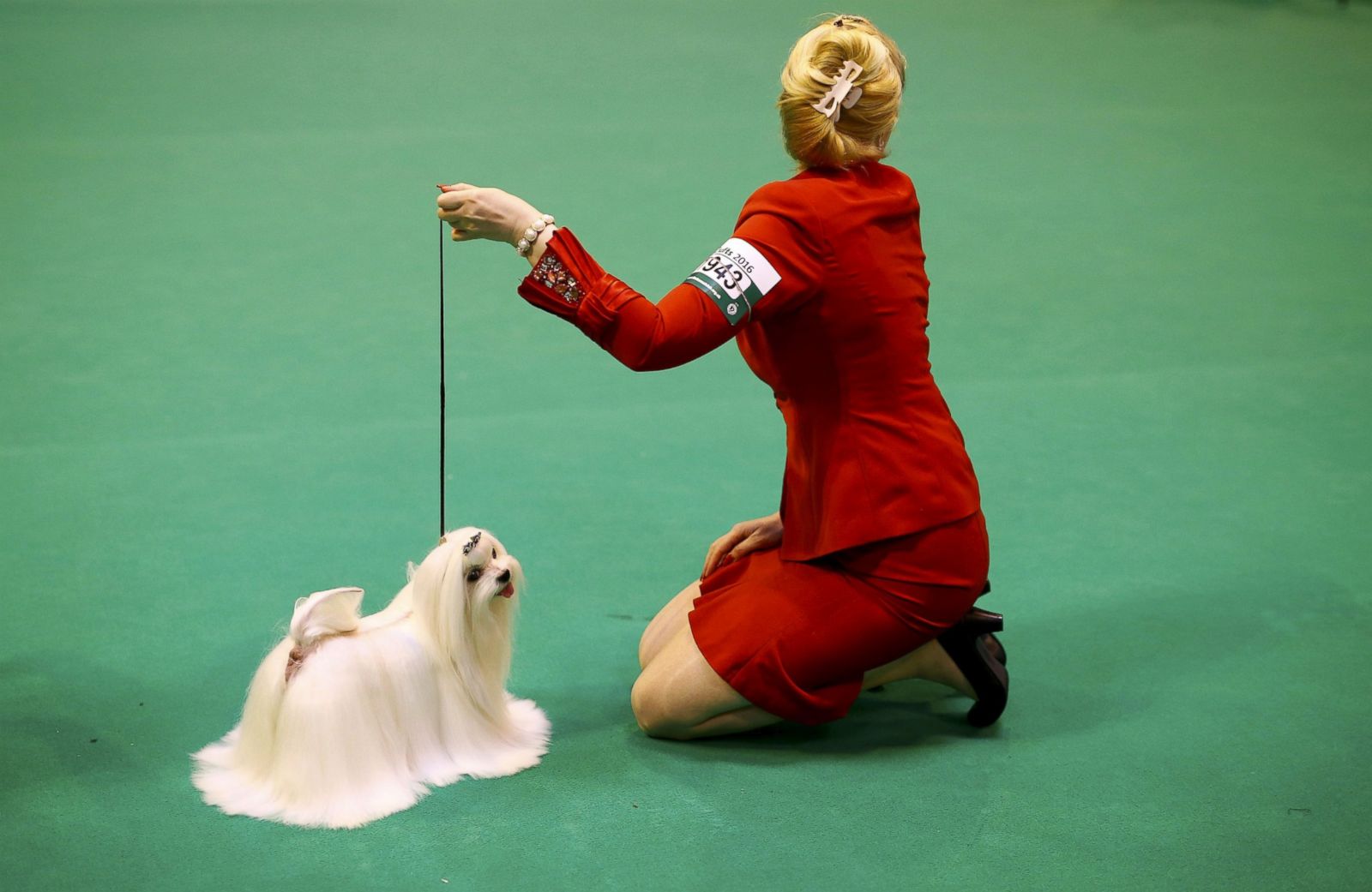 125th Annual Crufts Dog Show Photos | Image #21 - ABC News