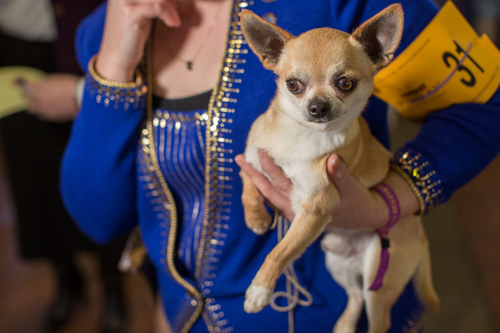 The lovable faces of the dogs at the Westminster Dog Show Photos ABC News