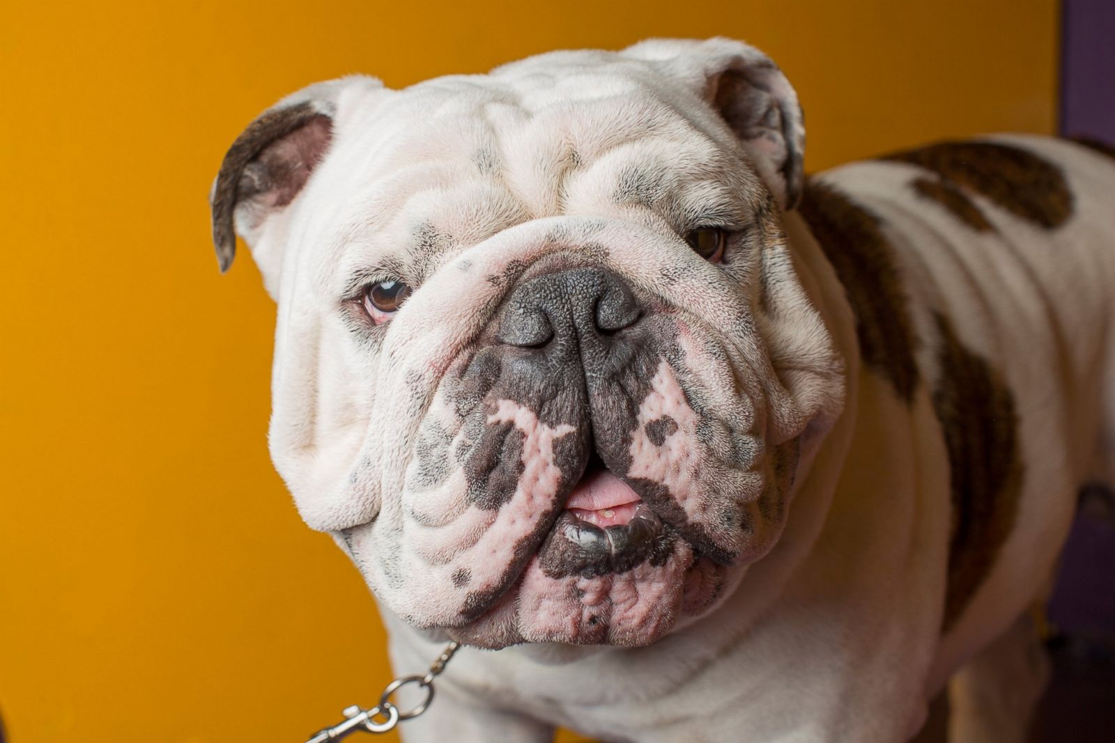 The lovable faces of the dogs at the Westminster Dog Show Photos ABC News