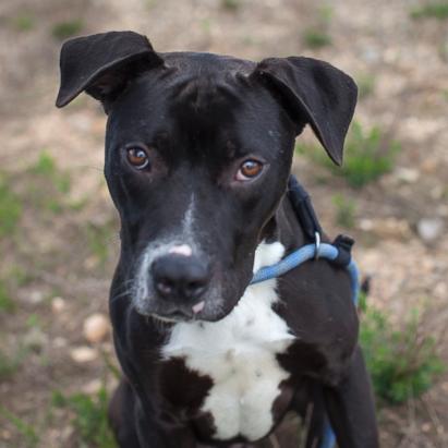 These Dogs Want to be Adopted. Picture | Dog Portraits that Lead to Dog ...