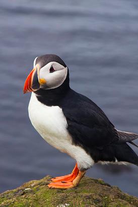 Puffin Love : Iceland's Most Adorable Bird Picture | The Most Adorable ...