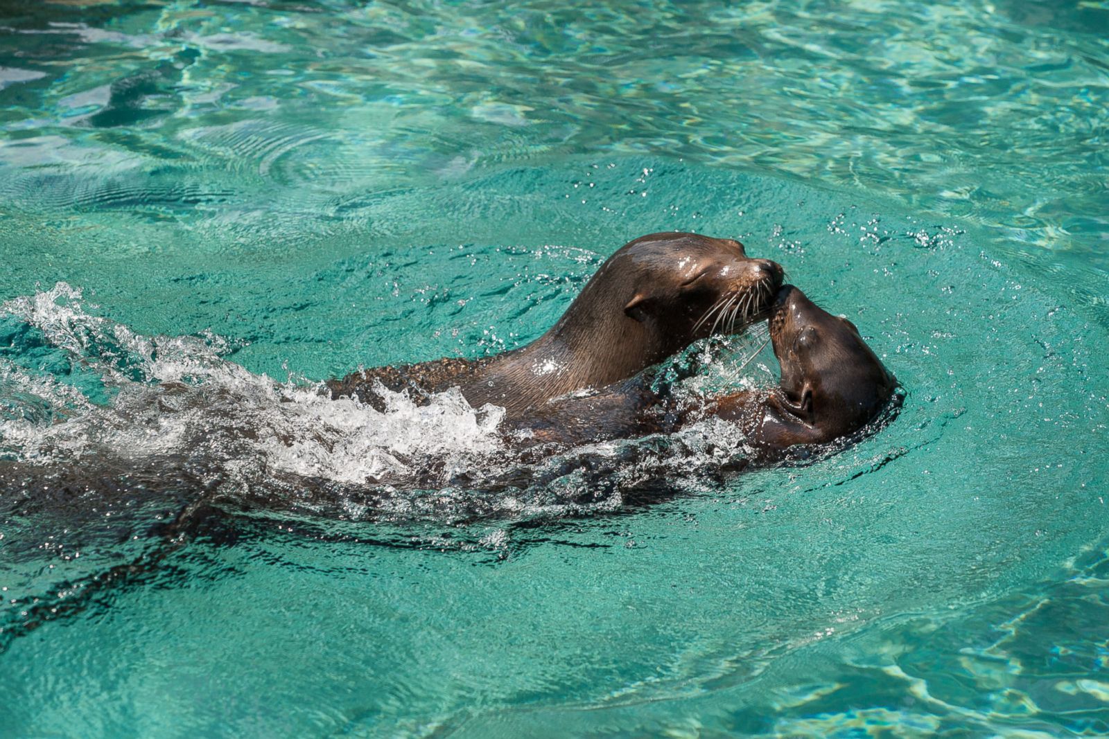 Celebrate the National Zoo's Birthday With Its Cute Inhabitants Photos