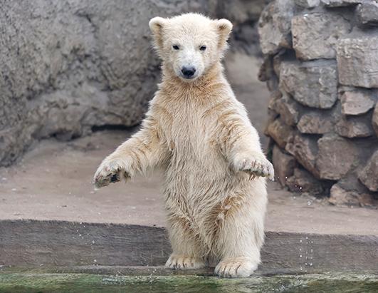 Ballet Swimming Polar Bears Photos - Abc News