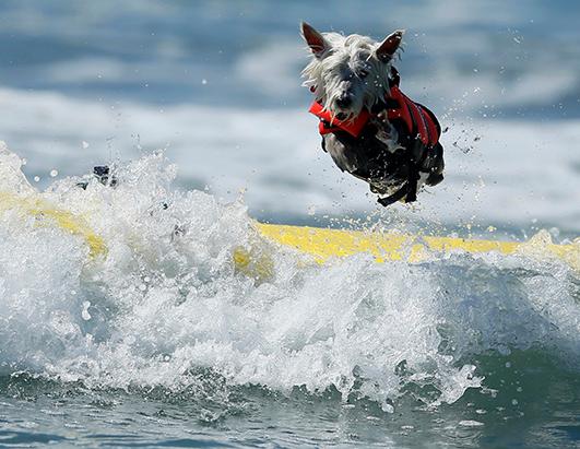 Surf City Surf Dog Competition Photos - ABC News