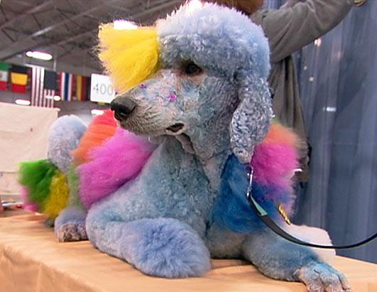 Dog Grooming Competition Picture | Pet Stylists Super Show - Creative