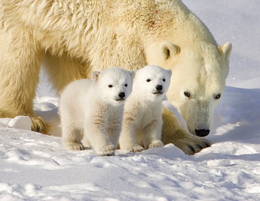 Tracking Newborn Polar Bear Cubs in the Arctic Tundra Photos - ABC News