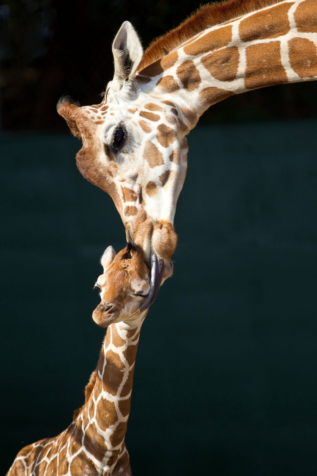 Mother's Day in the Animal Kingdom Photos - ABC News