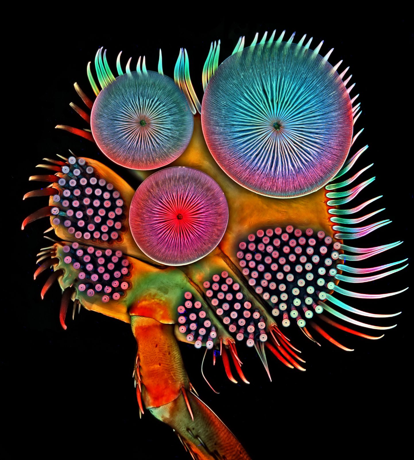 Nikon's 2016 Small World Photography Contest Winners Photos | Image #51 ...