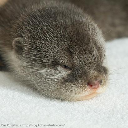 Cute Baby Otters Picture | Baby Otters Come Out to Play - ABC News