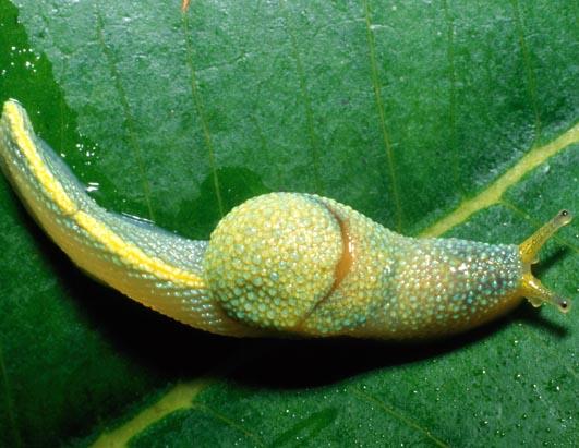 PHOTOS: World's Largest Insect, 'Ninja' Slug Among New Species Photos ...