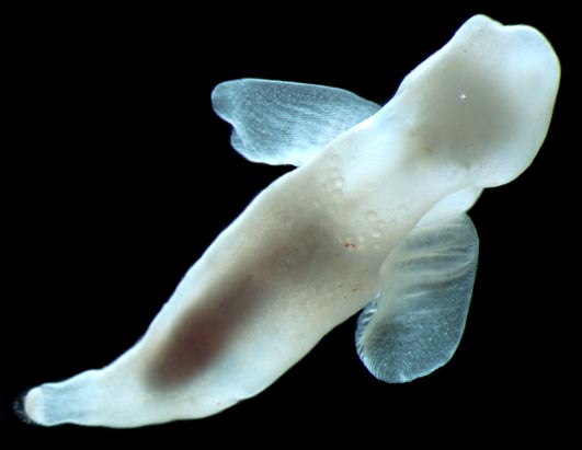 Under the Sea: Census of Marine Life Photos - ABC News