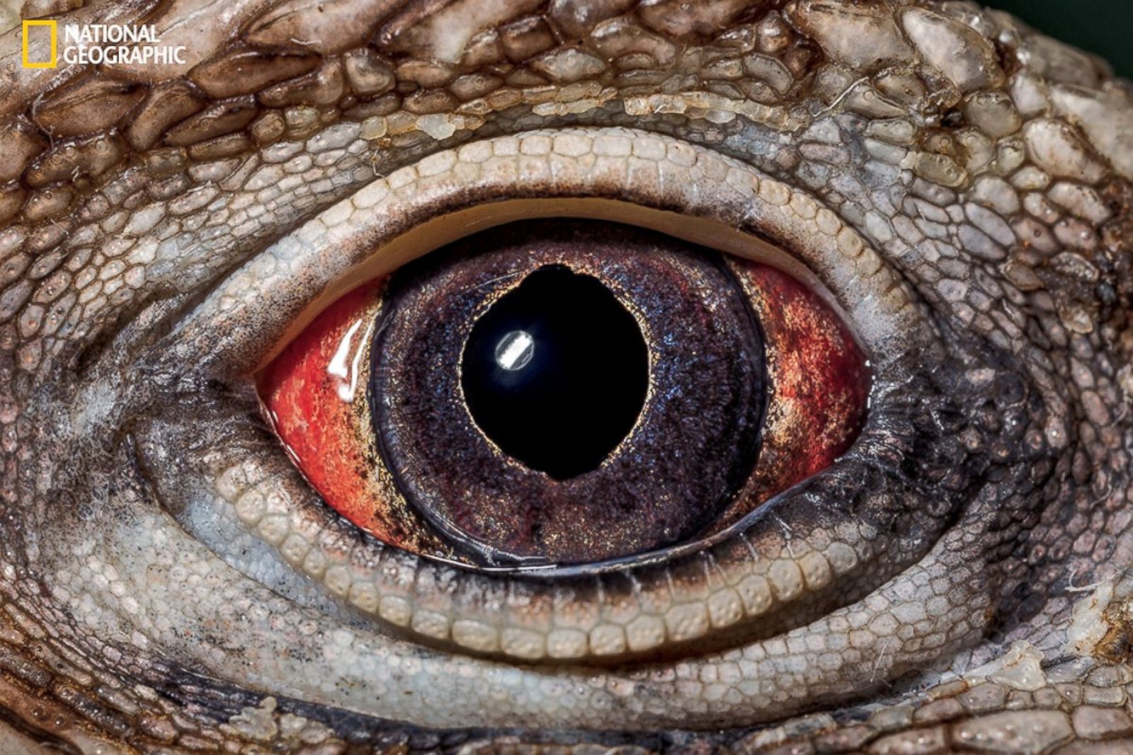 National Geographic Takes A Close Look At The Evolution Of Eyes Photos ...