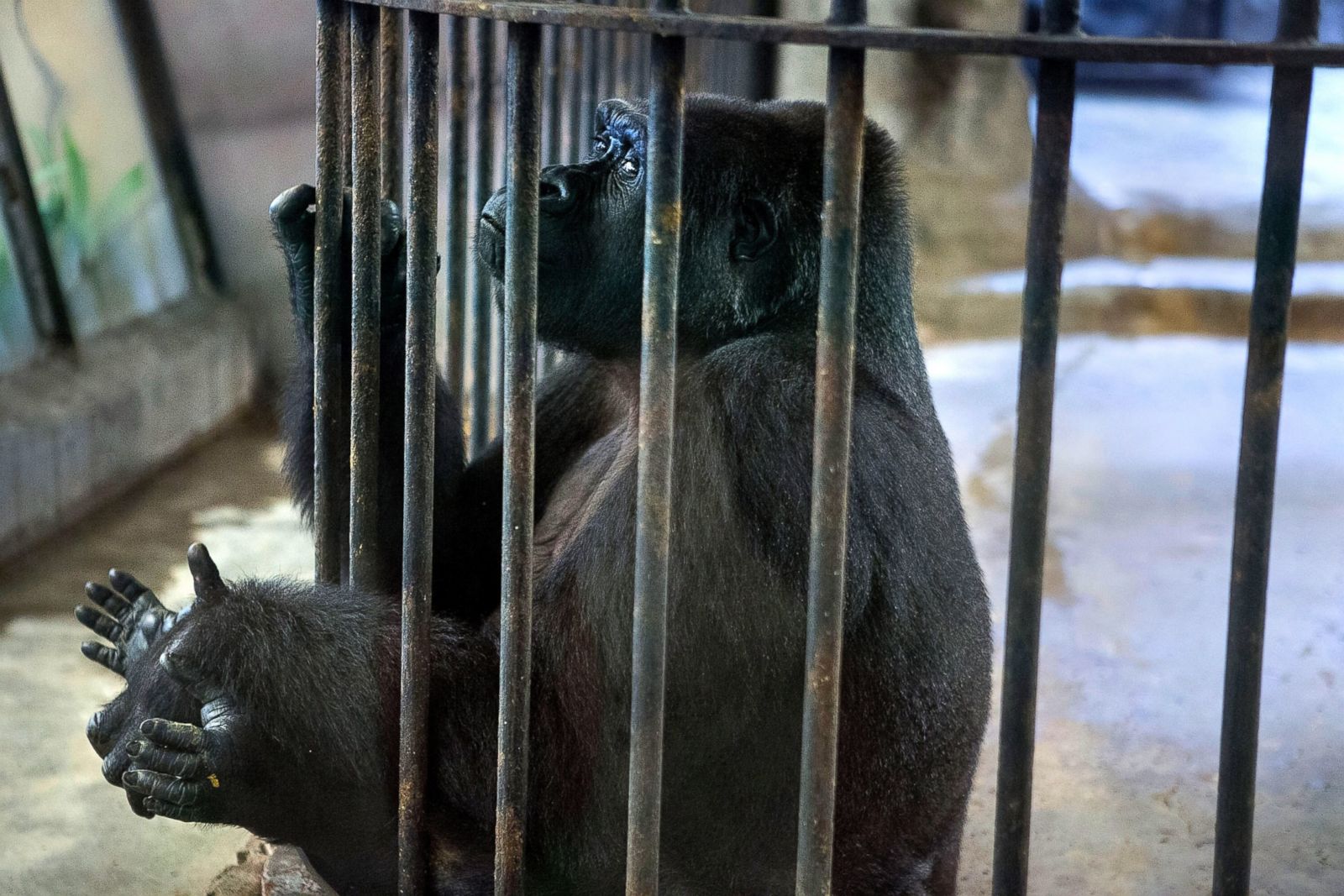 Decrepit Department Store Zoo Draws Protests Photos - ABC News