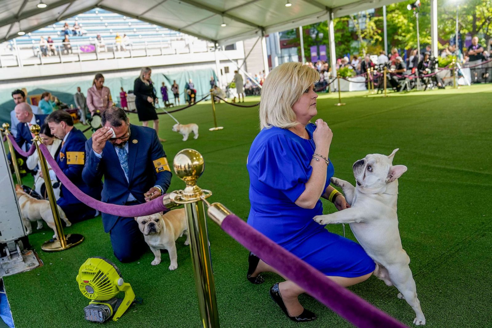 Inside the Westminster Dog Show 2023 in New York City Photos Pet News