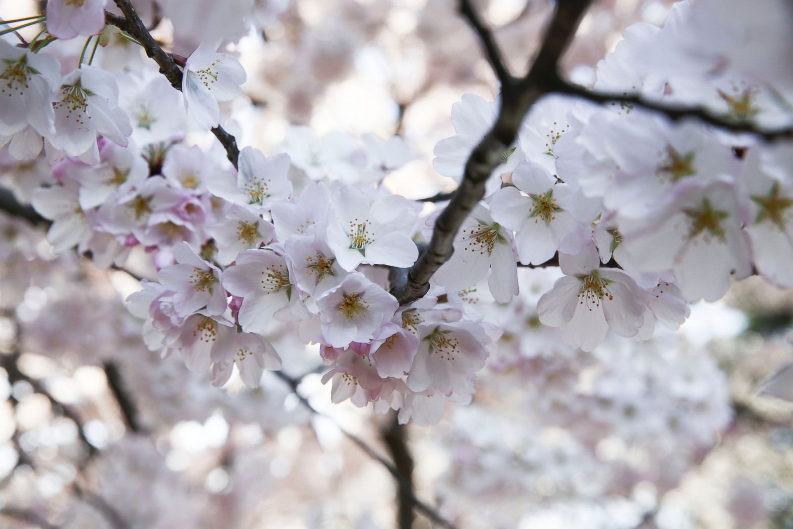 Cherry Blossom Trees Images - Corie Shandy