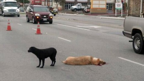 Dog Braves Traffic to Stand by Dead Dog - ABC News