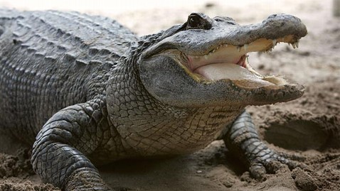 Florida Alligator Eats TourBoat Captain's Hand  ABC News